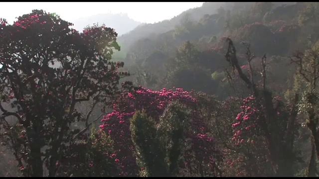 Flouri culture in forests Nepal of Rhododendron Arboreum ! смотреть онлайн