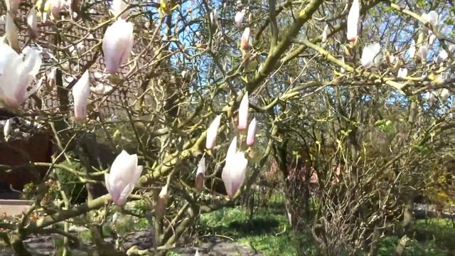Magnolia soulangiana смотреть онлайн