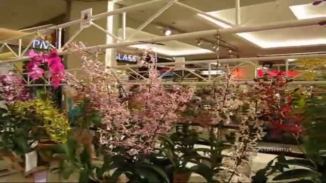 Orchid 2011 @ Siam Paragon - กล้วยไม้ (2) смотреть онлайн