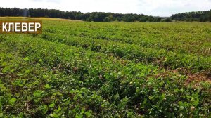 Зачем сеять клевер? КФХ Юрия Коровина, Калининградская область