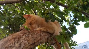Кошка ушла из дома. Пропал кот. Что делать. Где искать. Часть 1