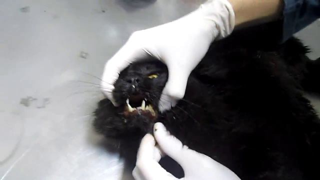 Кот,подброшенный к клинике-кальцевироз. смотреть онлайн