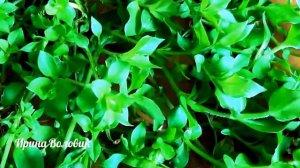 Мокрица. Что это - сорняк или лекарство?