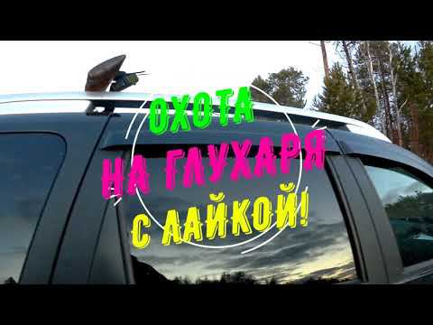 Охота на глухаря с лайкой! 2021 смотреть онлайн