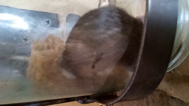 Мышь Пулька которая живет за стенкой смотреть онлайн