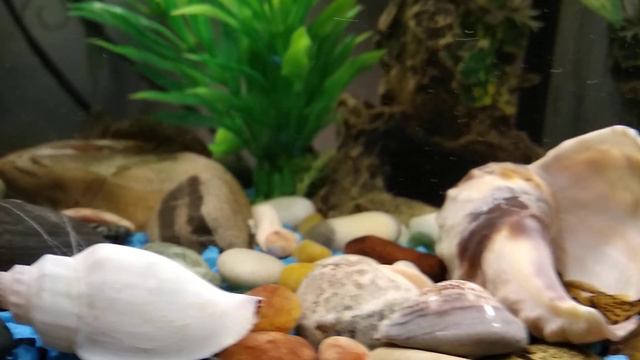 Аквариумные рыбки моих детей.Надежда.Обо всем понемногу.