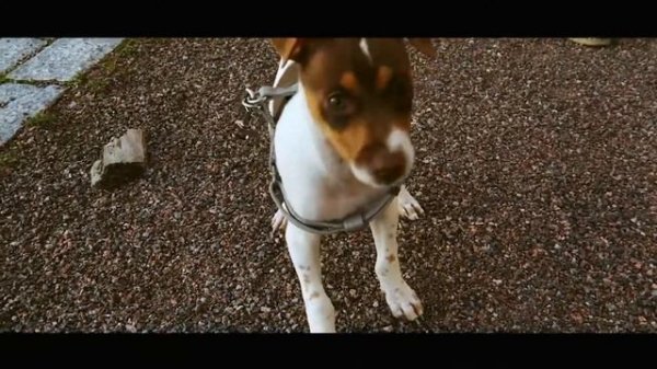 Бразильский терьер