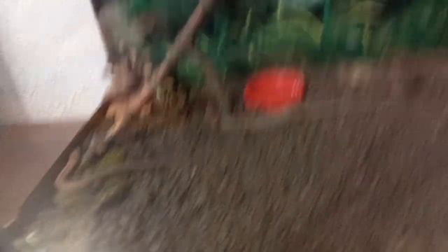 РЕАКЦИЯ ящериц / Переселение в террариум смотреть онлайн