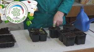 Перевалка сеянцев пеларгонии. Выращивание герани через рассаду.