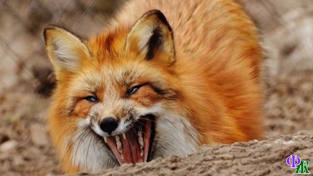 Кошка устала, бежать она уже не могла, а острые зубы лисы уже впились в её спинку, и вдруг… смотреть онлайн