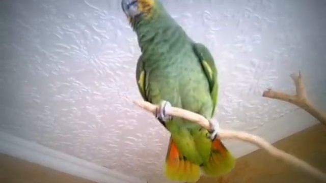 Мой ручной говорящий Амазонский попугай Гоша смотреть онлайн