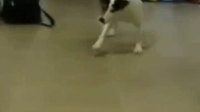 ПРИКОЛ ! Собака против пылесоса.The Humour animal Dog against vacuum cleaner смотреть онлайн