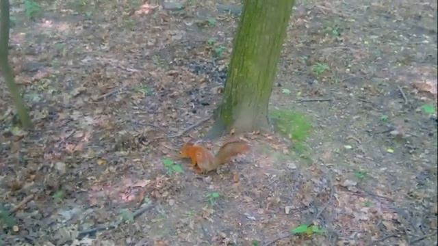 Белка кушает в городском лесу смотреть онлайн