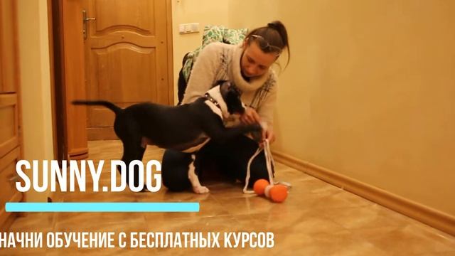 Дрессировка щенка стафа. Отучаем кусаться. Лучшие советы владельцам!!! смотреть онлайн