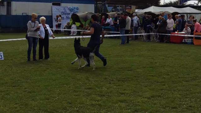 18.09.2016 FCI-CACIB "Dnepr Dog Show" Кобель юниор смотреть онлайн