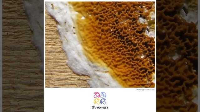 Dry rot (Serpula lacrymans) | Scientific Mushroom Profile | Shroomers смотреть онлайн