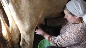 Раздой коровы первотёлки. Отёк вымени. Ответы на вопросы