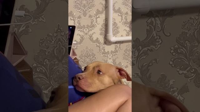 Отдай оладушку, быстренько?? смотреть онлайн