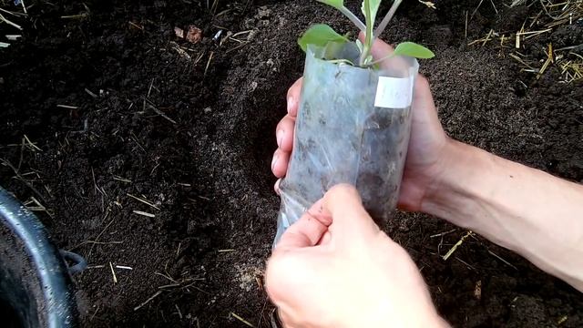 Высаживаем баклажаны / Подготовка почвы перед высадкой баклажан / Как вырастить баклажан на 1 кг смотреть онлайн