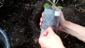 Высаживаем баклажаны / Подготовка почвы перед высадкой баклажан / Как вырастить баклажан на 1 кг