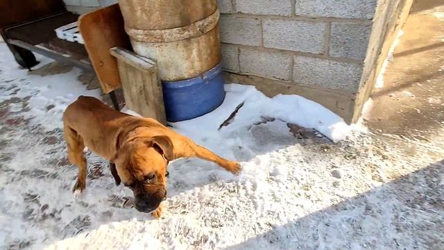 Дерусь с собакой породы боксер. I'm fighting with a boxer dog. смотреть онлайн