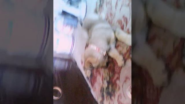 У меня появилась собака смотреть онлайн