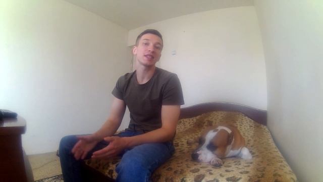 КАНАРСКИЙ ДОГ ПРОТИВ МОСКОВСКОЙ СТОРОЖЕВОЙ смотреть онлайн