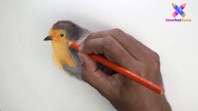 រៀនគូររូបសត្វចាប-Learn to draw bird with colored pencil #Drawing #Art #Colored #howtodraw смотреть онлайн