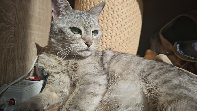 сима сима 0123