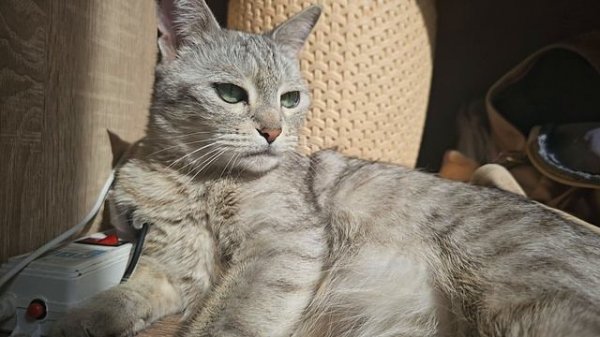 сима сима 0123