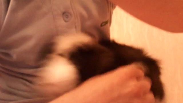 Морская свинка урчит смотреть онлайн