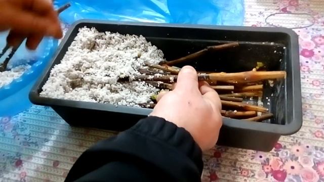 Проращивание черенков в Агроперлите смотреть онлайн