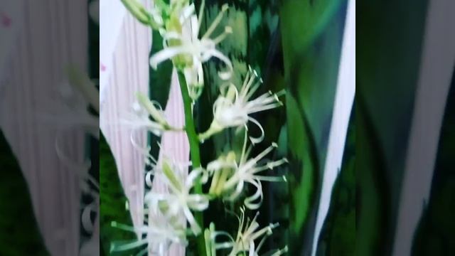 Как цветёт тёщин язык?..а вот так!.) смотреть онлайн