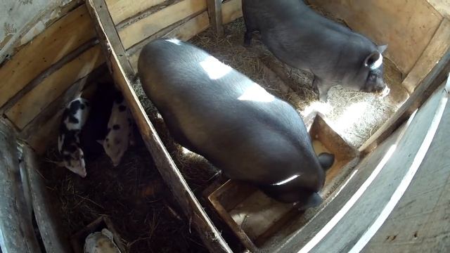 Какой вес вьетнамских поросят в 6 месяцев.Пополнение в хозяйстве. смотреть онлайн