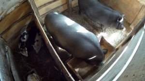 Какой вес вьетнамских поросят в 6 месяцев.Пополнение в хозяйстве.