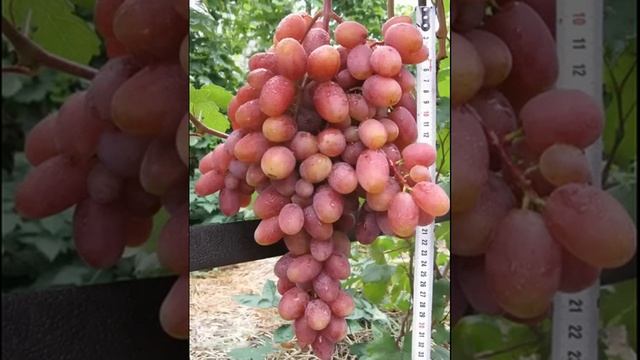 ОПИСАНИЕ И ВЫРАЩИВАНИЕ ВИНОГРАДА СОРТА ЮЛИАН