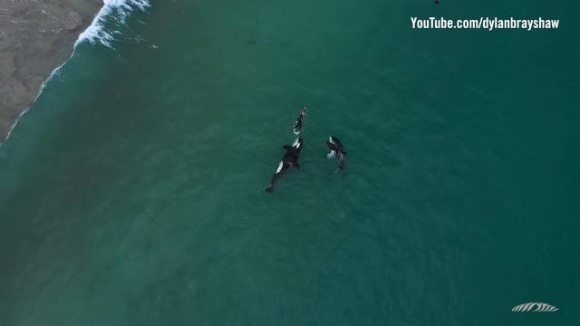 Orcas playing with swimmer at Hahei Beach, New Zealand (Original) смотреть онлайн