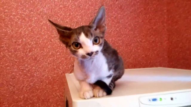 Котенок копия кошки смотреть онлайн