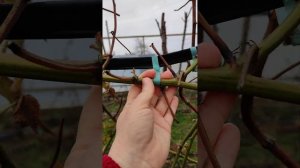 Ежевика ФРИДОМ весенняя обрезка