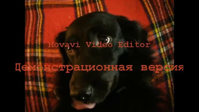 Бобик шоу смотреть онлайн