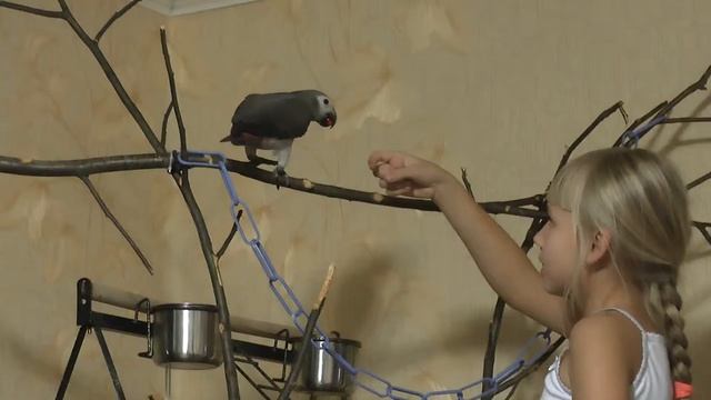 Приручение жако