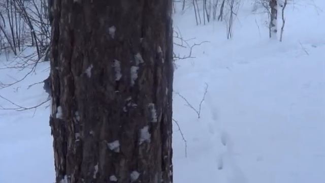 Клип Тундроводы смотреть онлайн