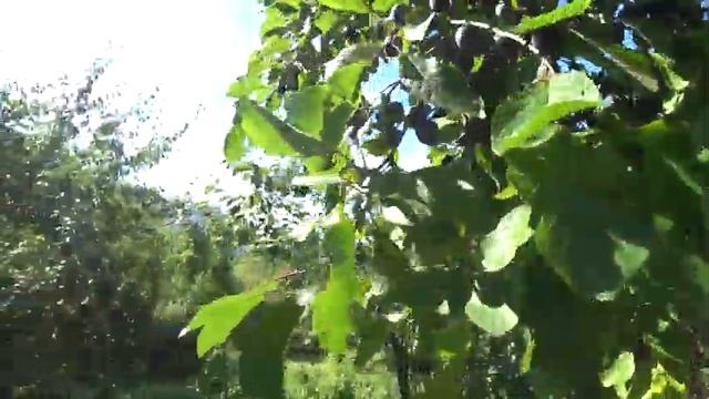 В заброшенные сады 29 авг 2020. Яблоки, сливы, мята, хрен и даже грибы! смотреть онлайн