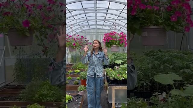 Зачем стричь петунию, наглядный пример смотреть онлайн