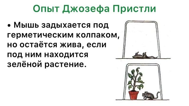 Урок Фотосинтнза/5 класс смотреть онлайн