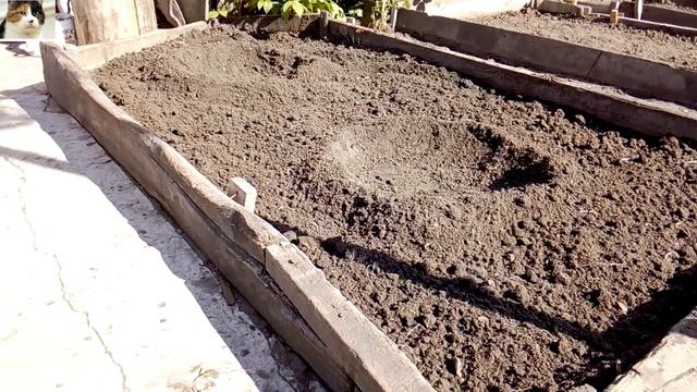 Как правильно посадить кабачки в открытый грунт семенами смотреть онлайн