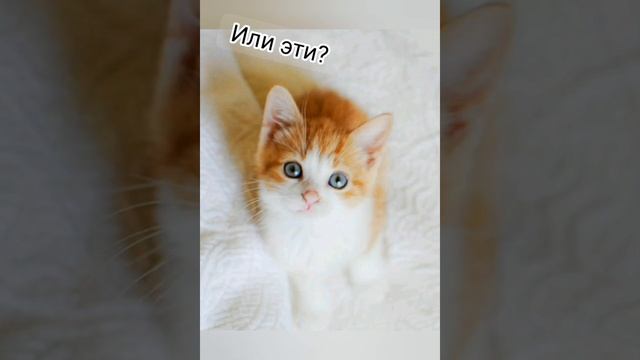 Какую выбрать аватарку? смотреть онлайн