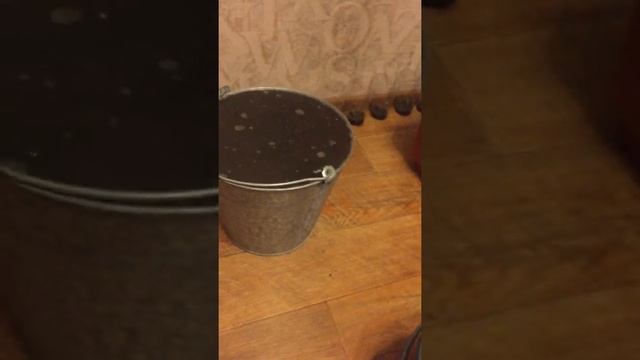 Выводим мушку Дрозофилу из дома. Сидим с ведром в бараке. Кайф. смотреть онлайн