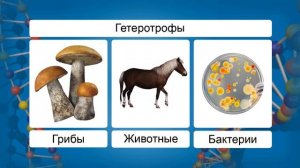 Питание клетки. Видеоурок по биологии 10 класс