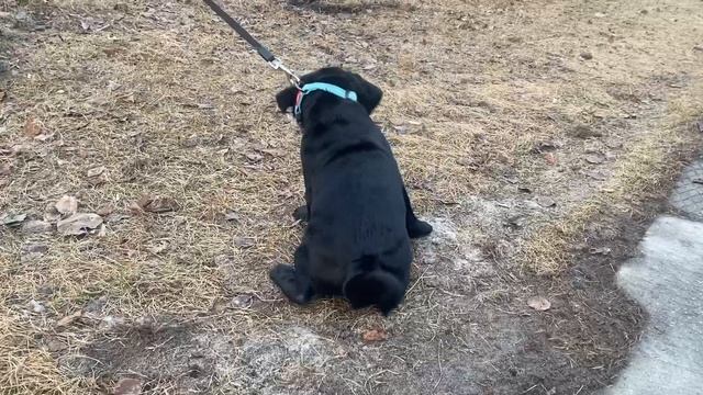 Мопс первый раз на улице!!! смотреть онлайн